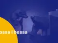 Byk i niedźwiedź, symbole hossy i bessy, naprzeciwko siebie na tle wykresów.